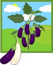 Cartoon eggplant